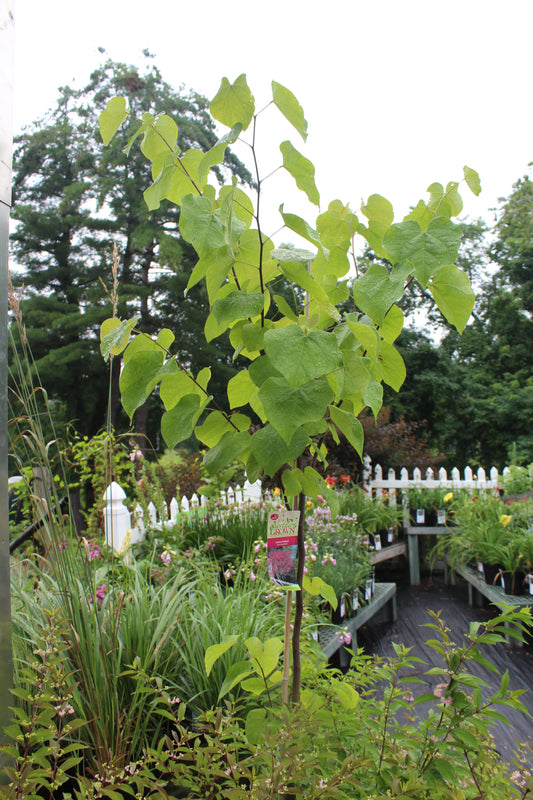 CERCIS CANADENSIS 7g