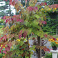 Cercis Flame Thrower 15g