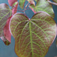 CERCIS CAN. `FOREST PANSY` ,
