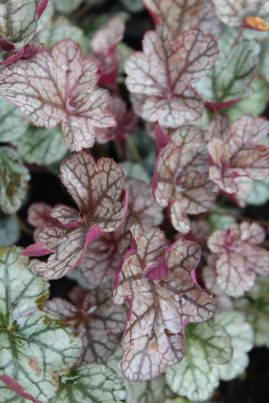 Heuchera Silver Scrolls 1g