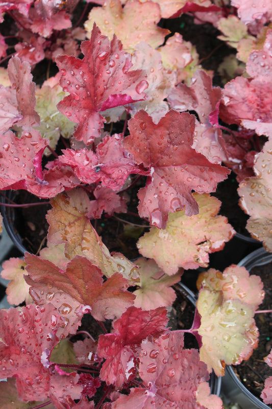 Heuchera Magma Quart