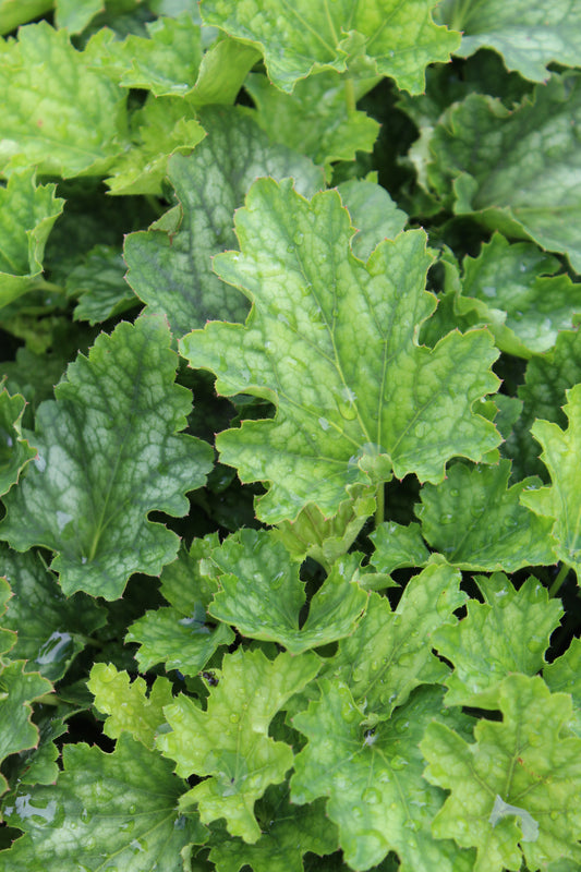 HEUCHERA Carnival Coco Mint 1g