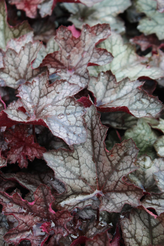 HEUCHERA Carnival Plum Crazy 1g