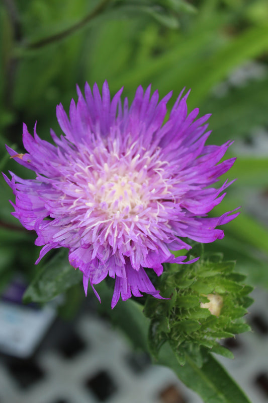 Stokesia Honeysong