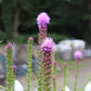 Liatris Kobold
