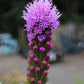 Liatris Kobold