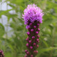 Liatris Kobold