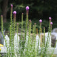 Liatris Kobold