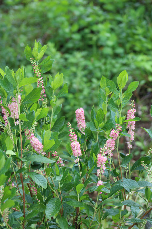 CLETHRA ALNIFOLIA RUBY SPICE 3g