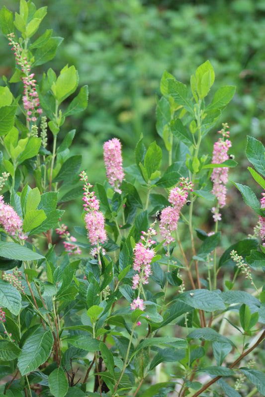 Clethra alnifolia Ruby Spice 3g