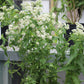 Eupatorium perfoliatum 1g