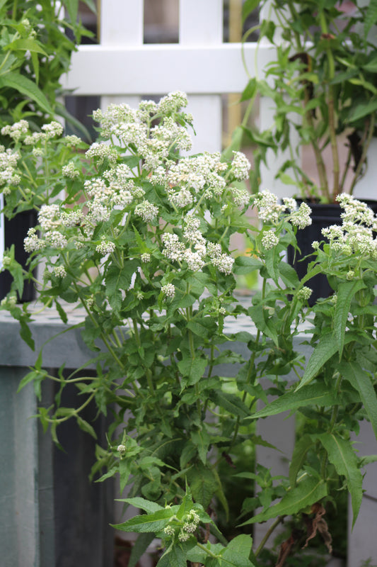 Eupatorium perfoliatum 1g