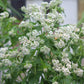 Eupatorium perfoliatum 1g