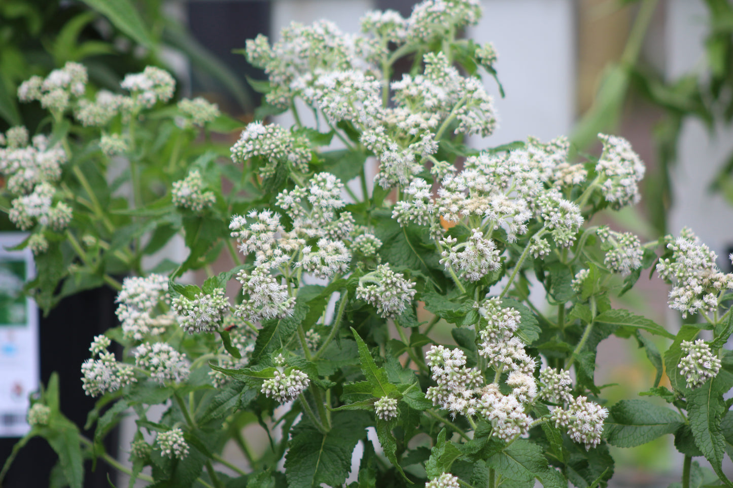 Eupatorium perfoliatum 1g