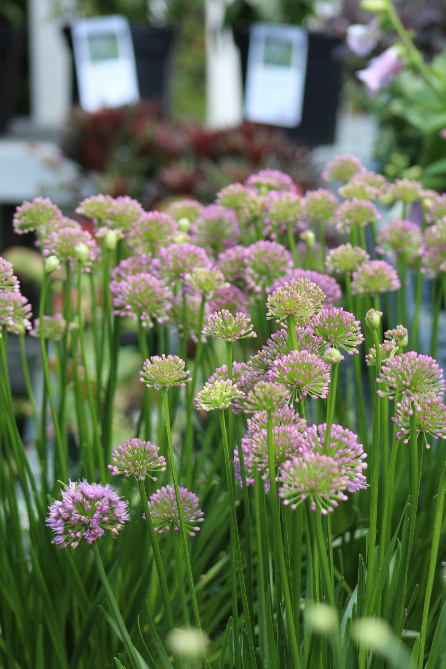 ALLIUM Millenium 1g