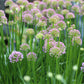 ALLIUM Millenium 1g