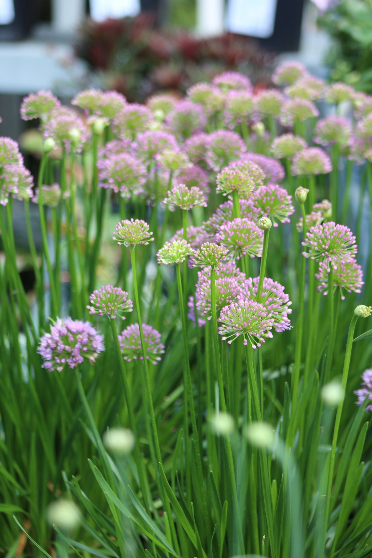 ALLIUM Millenium 1g