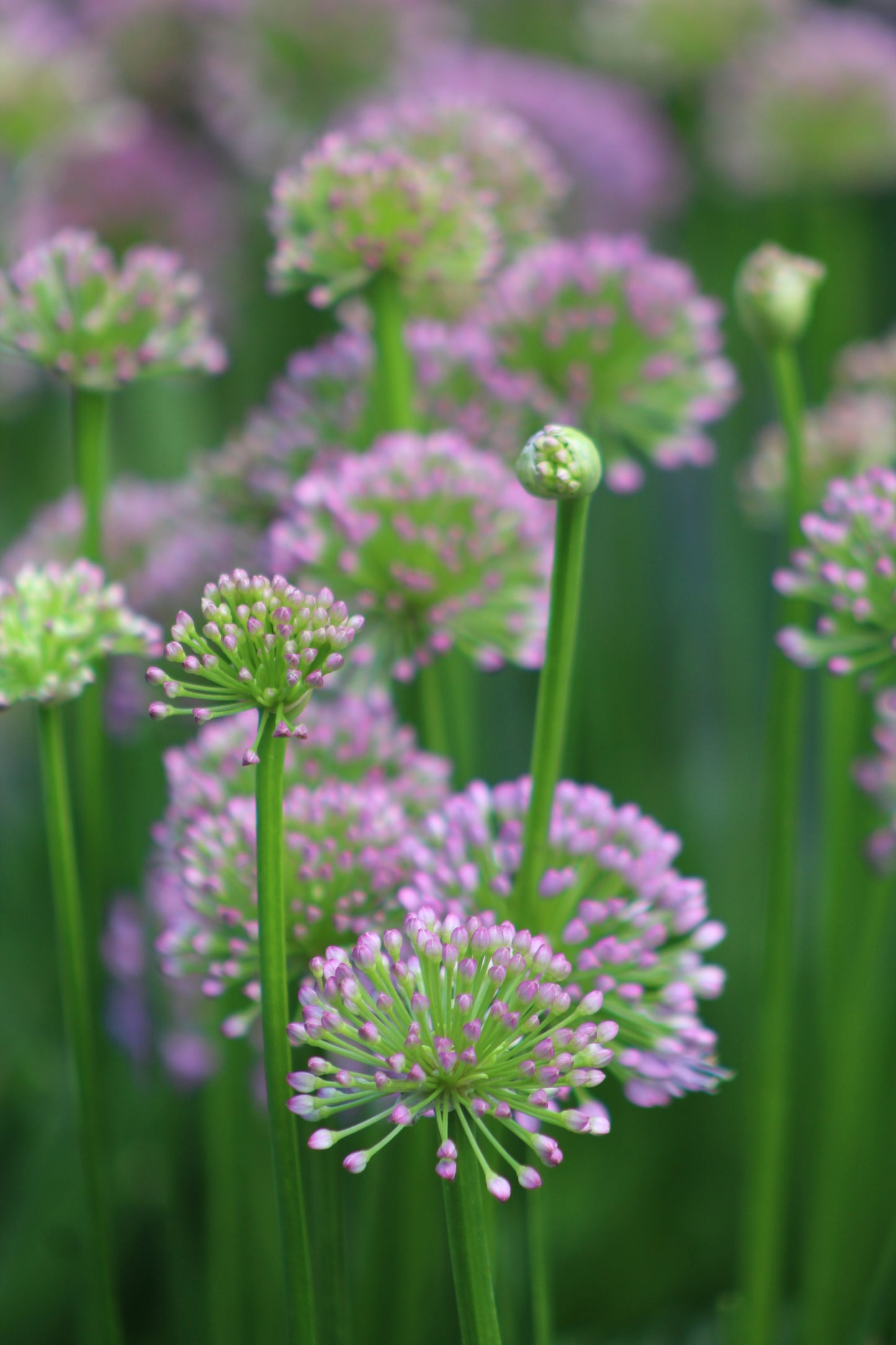 ALLIUM Millenium 1g