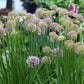 ALLIUM Millenium 1g