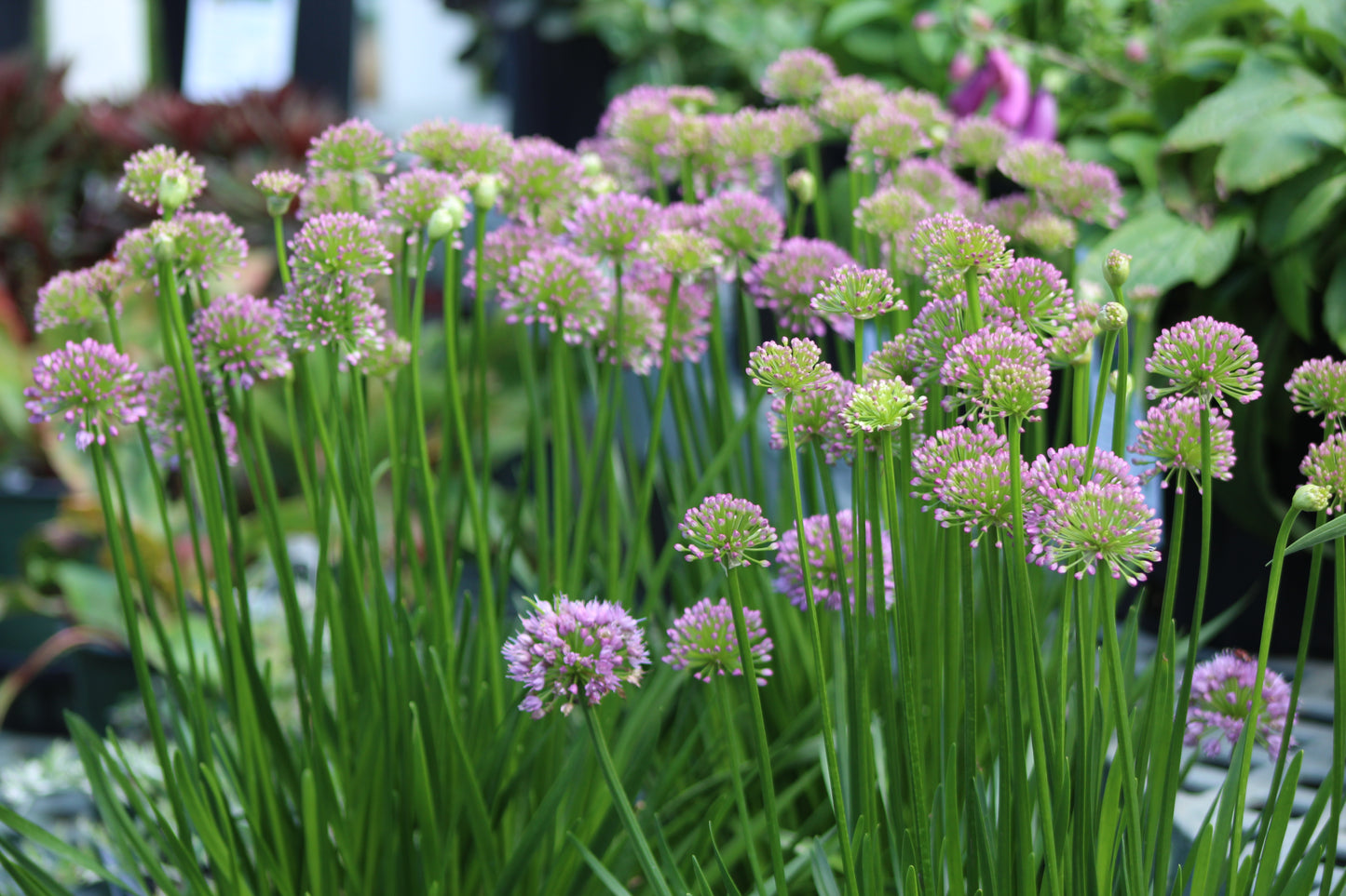 ALLIUM Millenium 1g