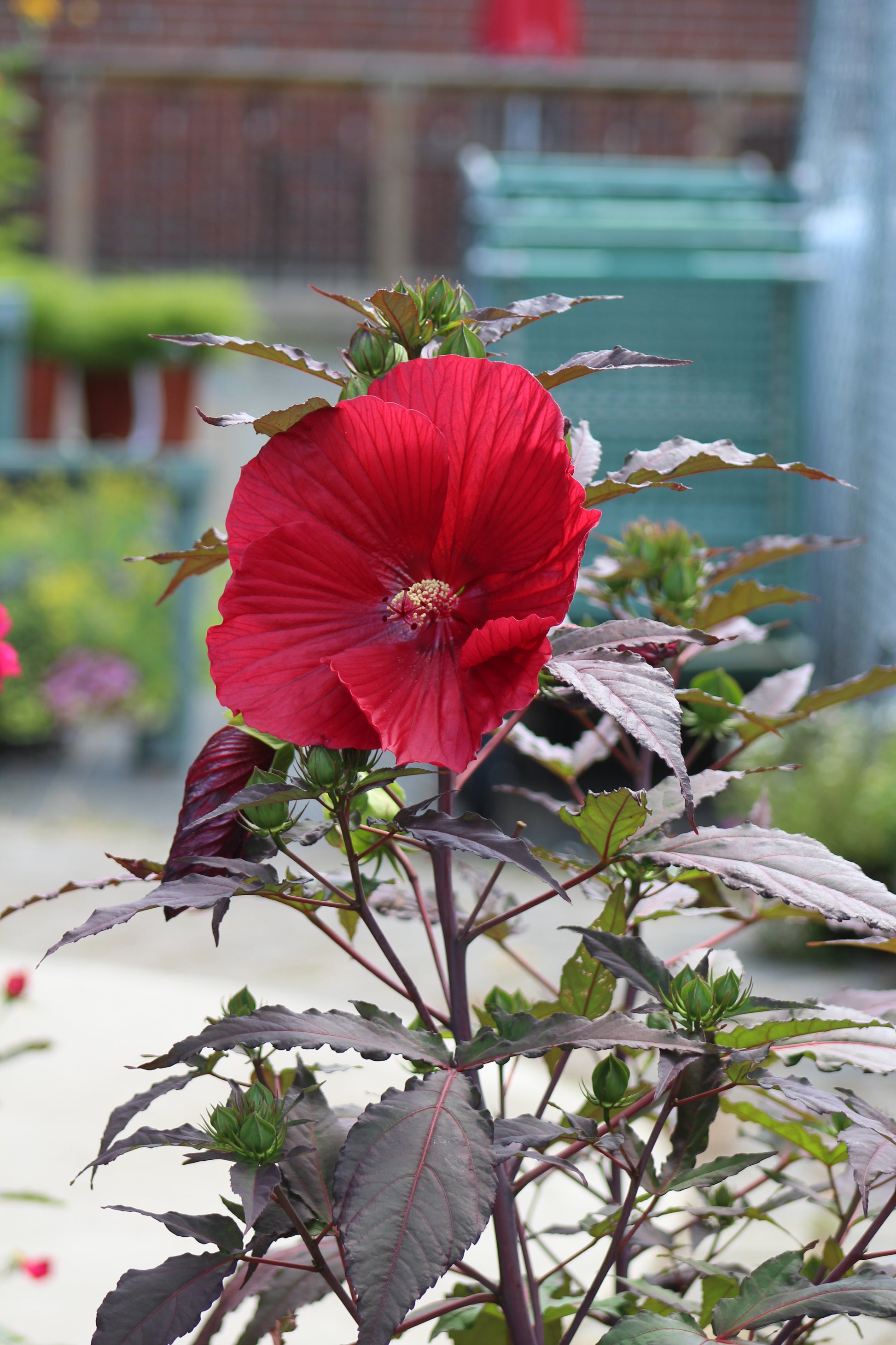 midnight marvel elephant ears plant Hibiscus Midnight Marvel – Bosco's Garden Center