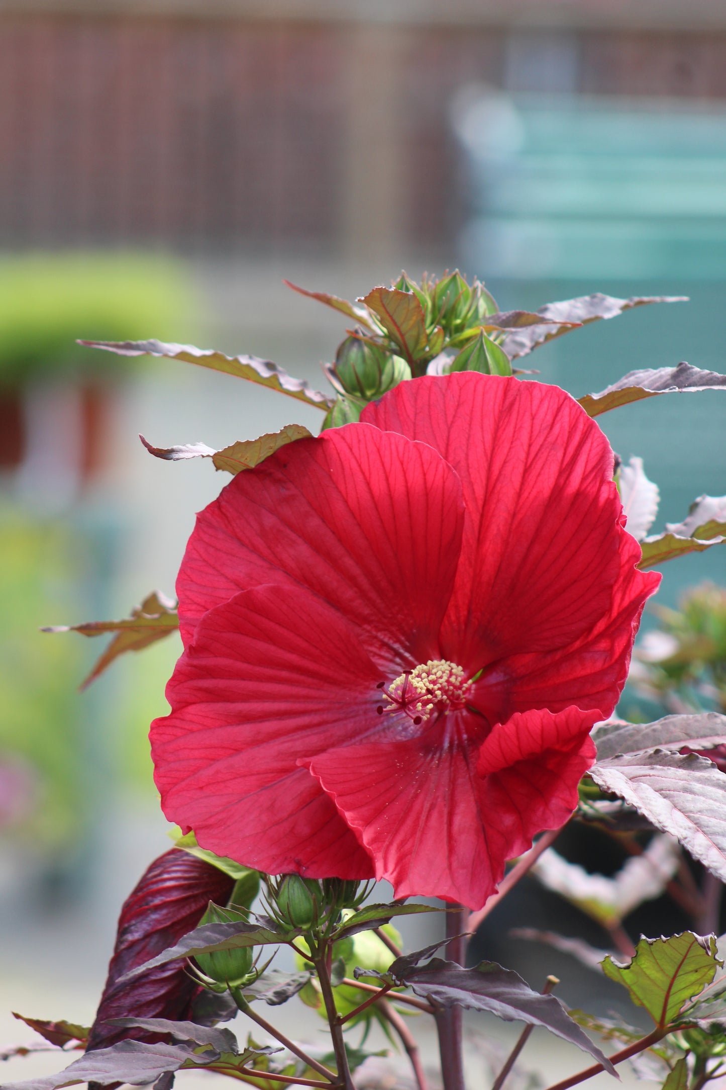 Hibiscus Midnight Marvel