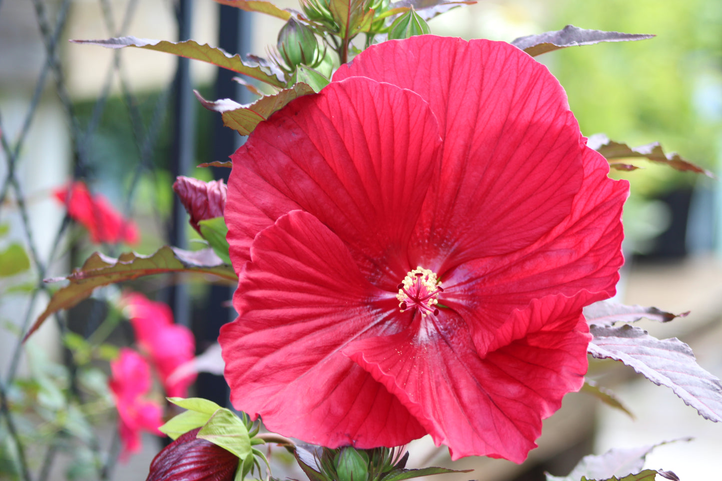 Hibiscus Midnight Marvel