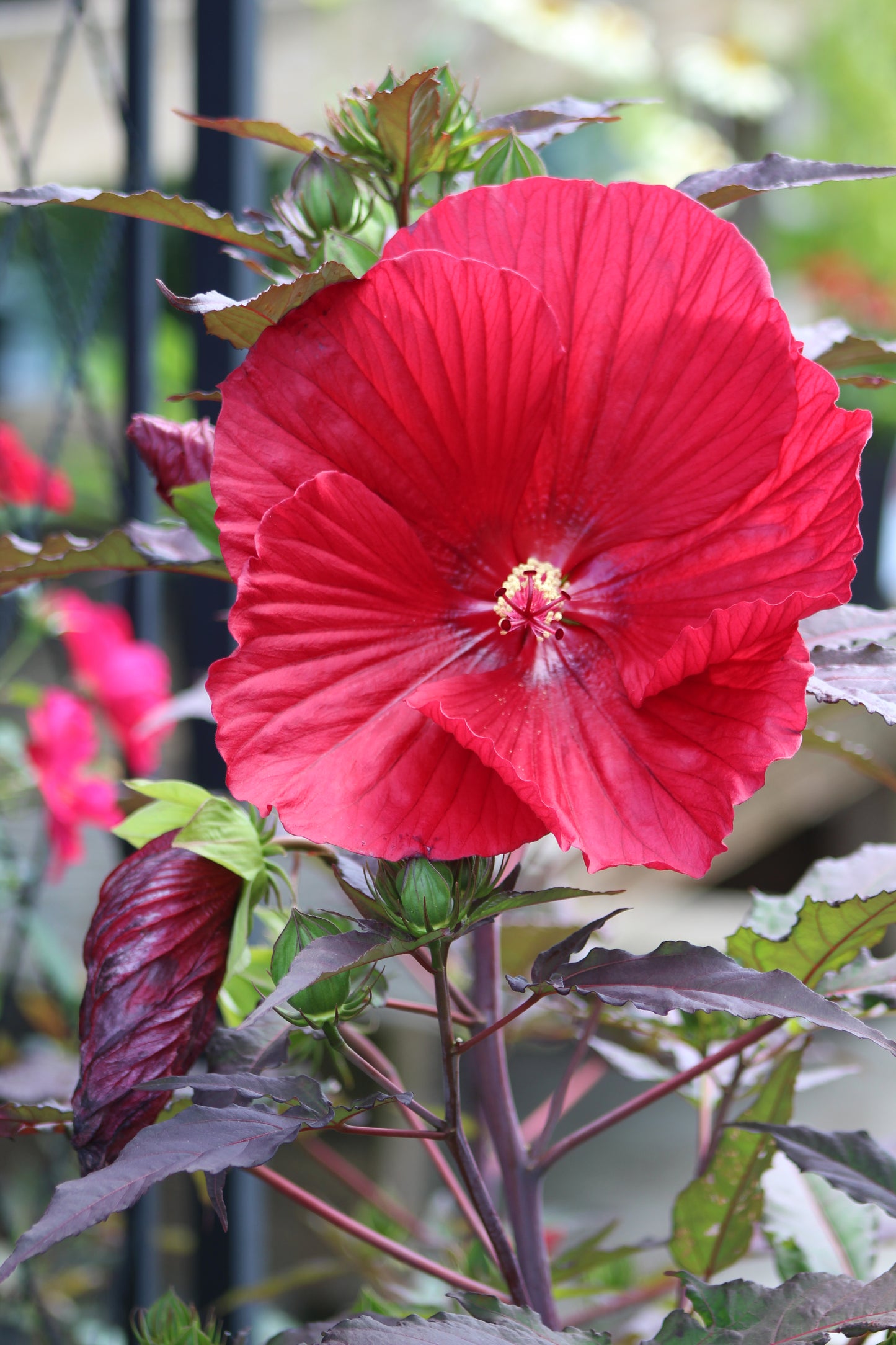 Hibiscus Midnight Marvel