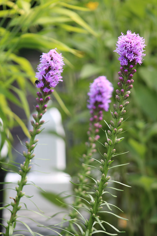 Liatris spicata Kobold