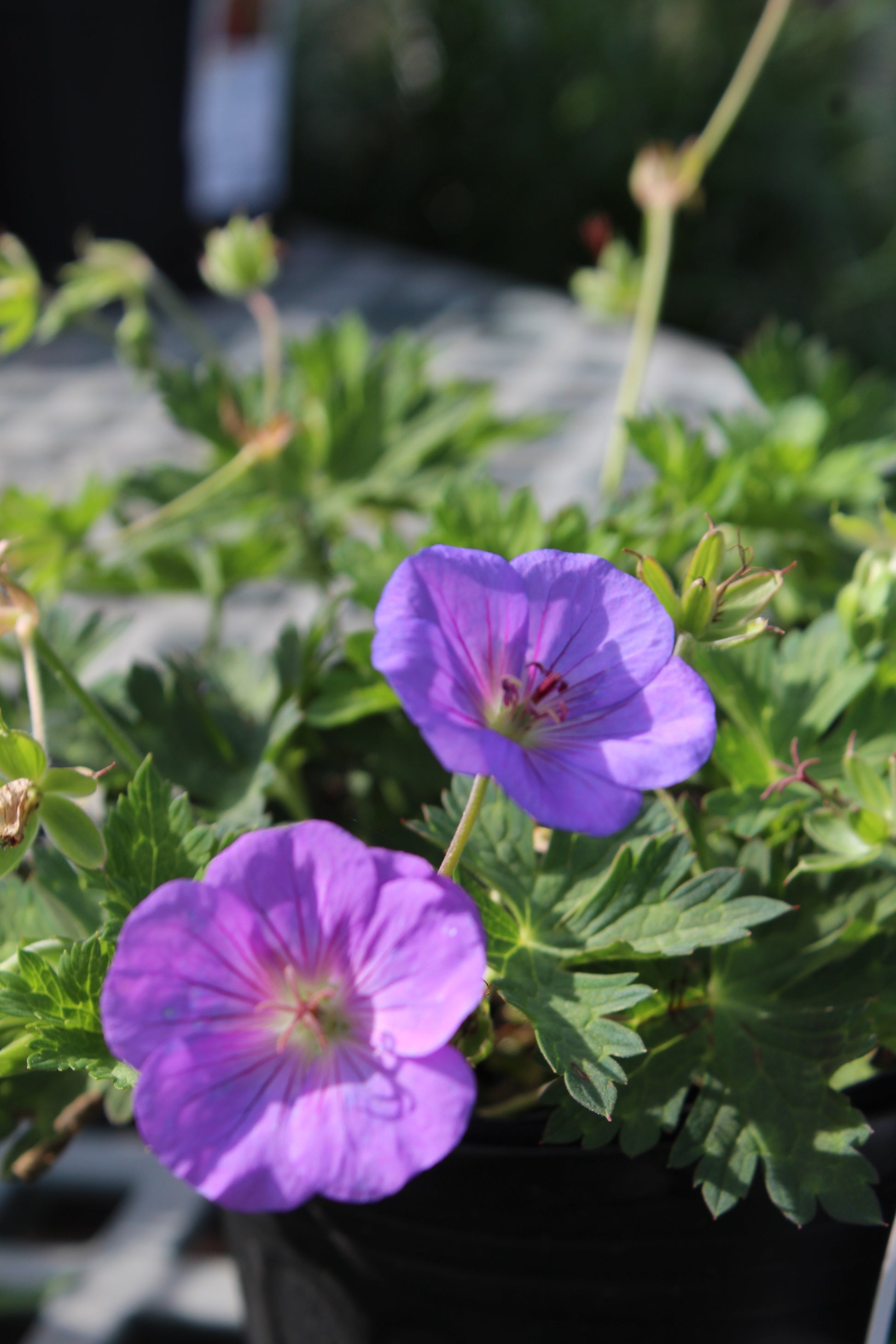 Geranium x rozanne 1 gal – Bosco's Garden Center