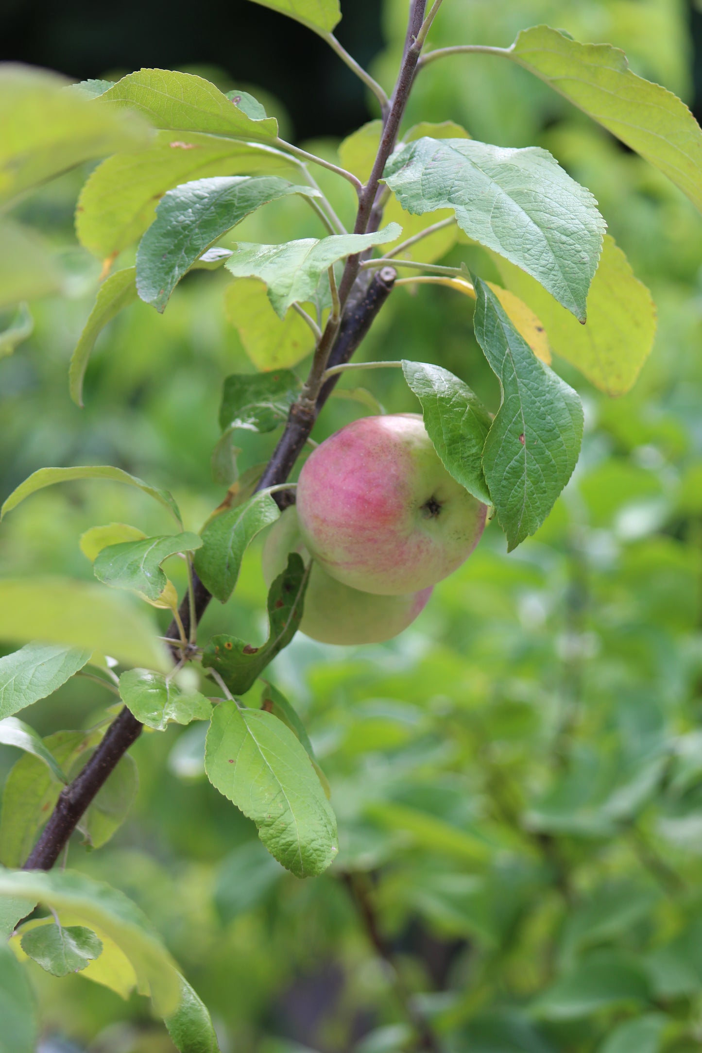 Malus Cortland (apple) 5g