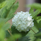 Viburnum opulus Sterilis 3g