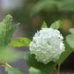 Viburnum opulus Sterilis 3g