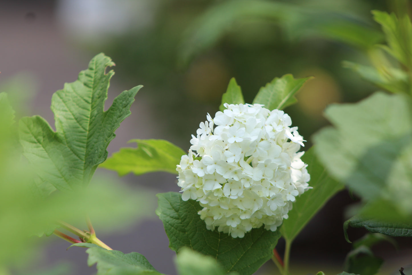 Viburnum opulus Sterilis 3g