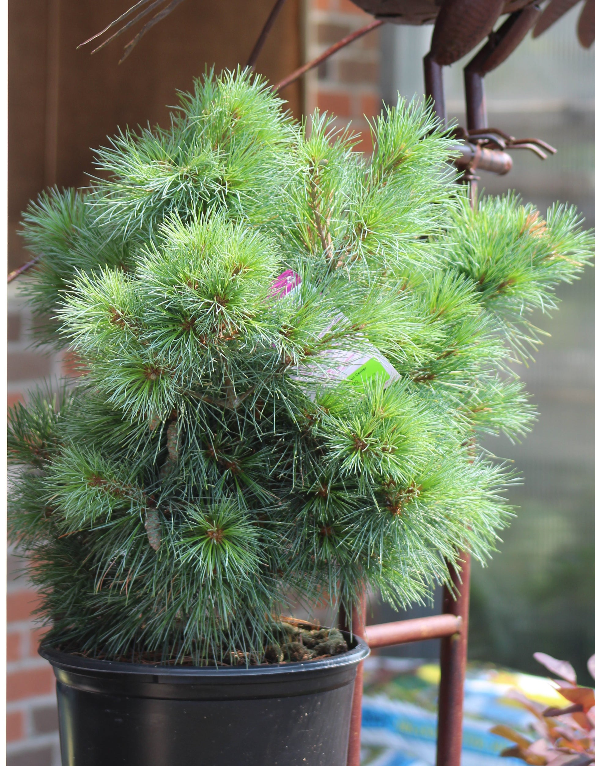 bonsai tree connecticut PINUS STROBUS `CONNECTICUT SLATE 3g – Bosco's Garden Center