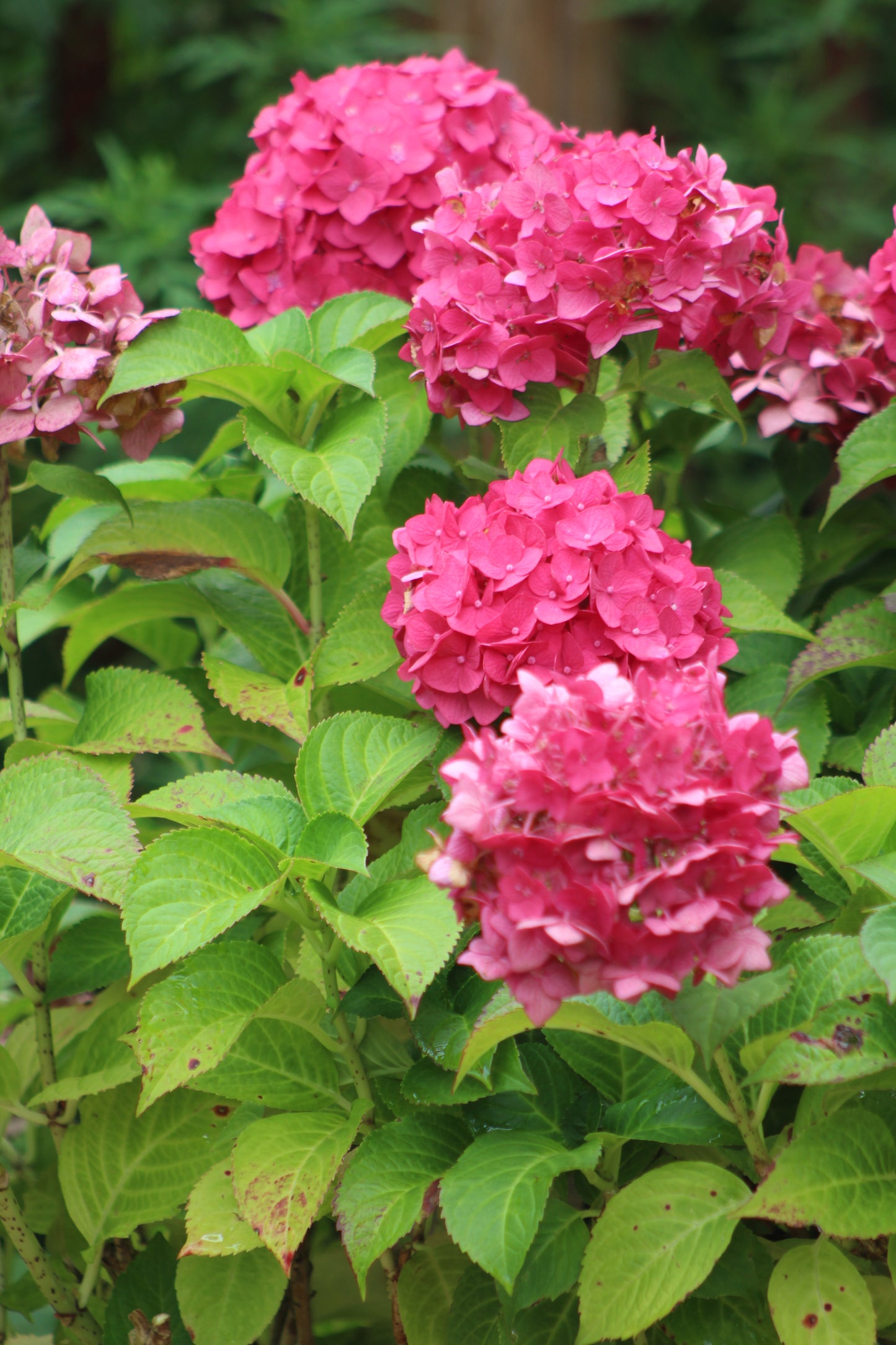 HYDRANGEA M E.S.SUMMER CRUSH 2g