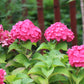 HYDRANGEA M E.S.SUMMER CRUSH 2g