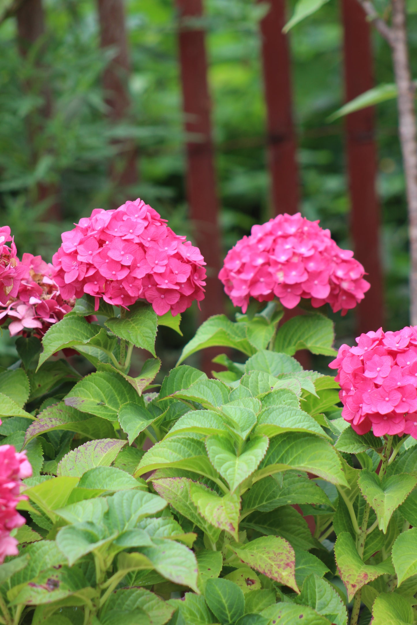 HYDRANGEA M E.S.SUMMER CRUSH 2g