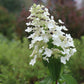 Hydrangea pan Unique 3g