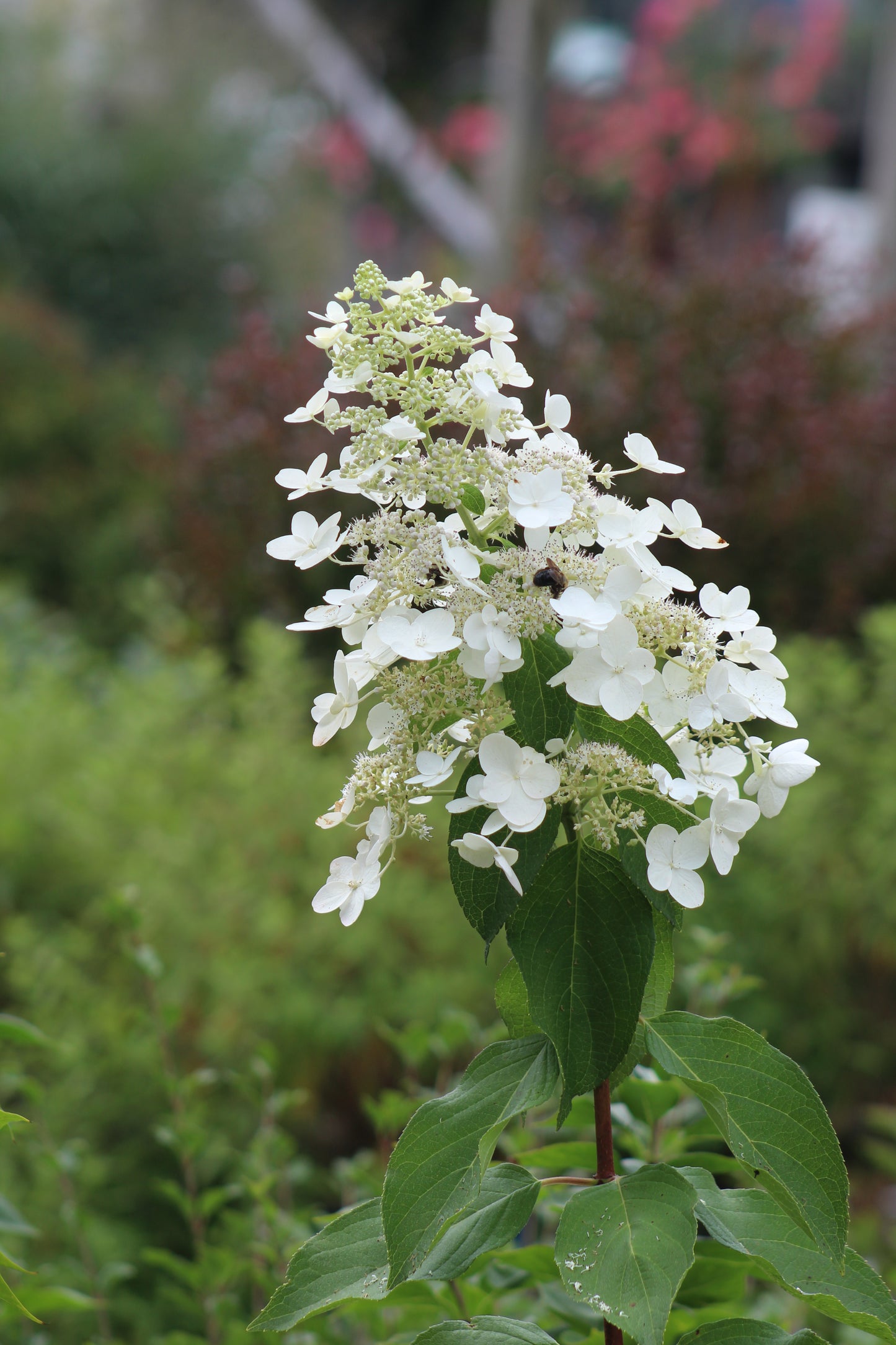 Hydrangea pan Unique 3g