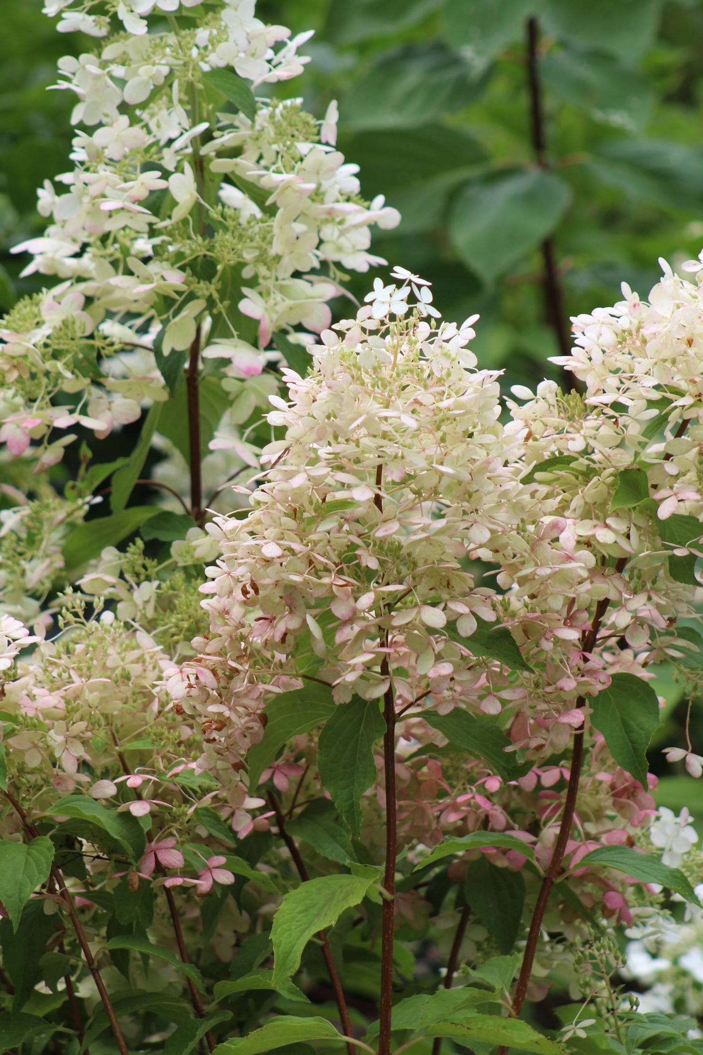 Hydrangea pan Unique 3g