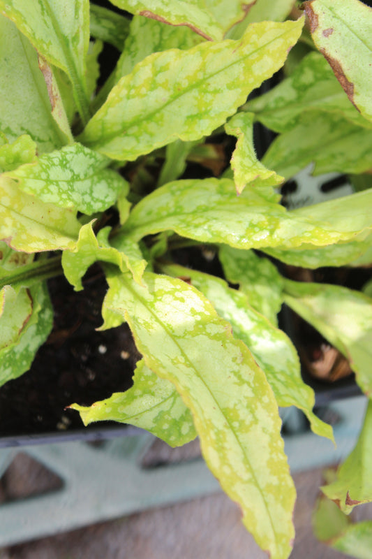 PULMONARIA Silver Bouquet Jumbo