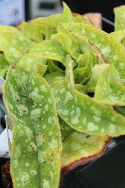 PULMONARIA Trevi Fountain 1g