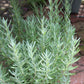 Lavender Munstead