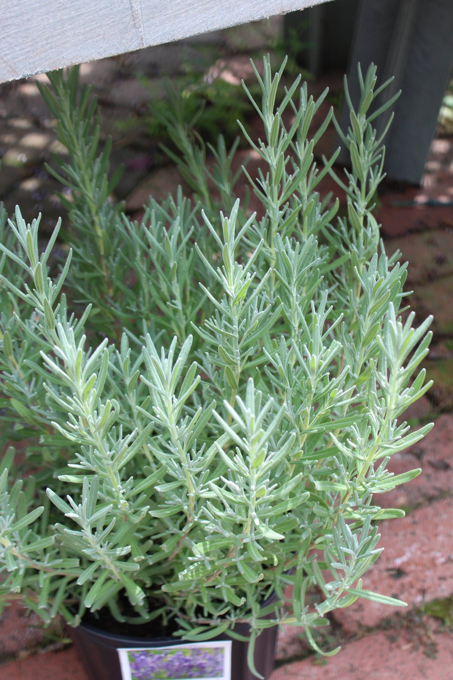 Lavender Munstead