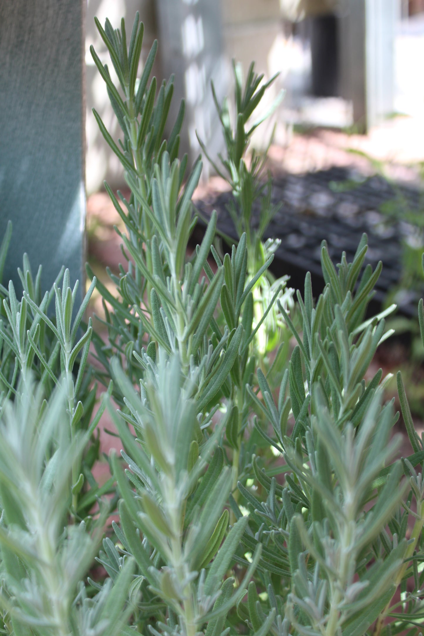 Lavender Munstead