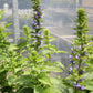 Lobelia s. Kryptonite