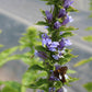 Lobelia s. Kryptonite