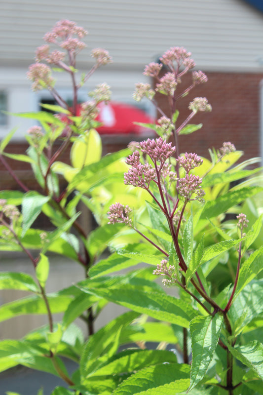 Eupatorium Baby Joe 1g