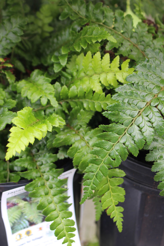 Polystichum polyblepharum tassel fern 1g